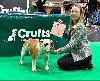  - Starlette se classe 5ème à Crufts 