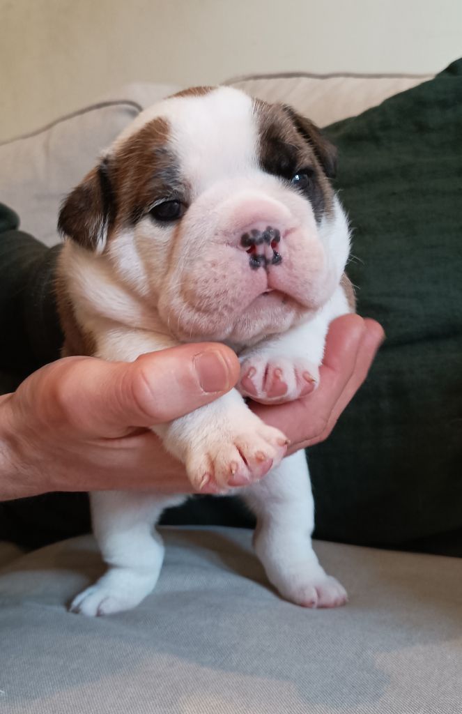 Colonel Poppin's - Chiot disponible  - Bulldog Anglais