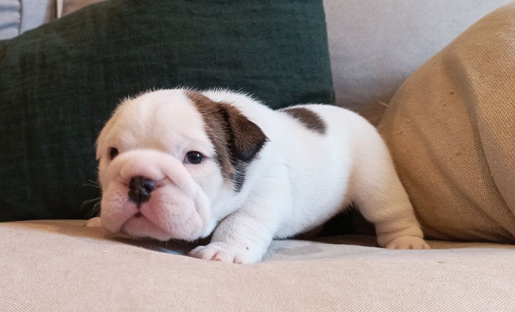 Colonel Poppin's - Chiot disponible  - Bulldog Anglais