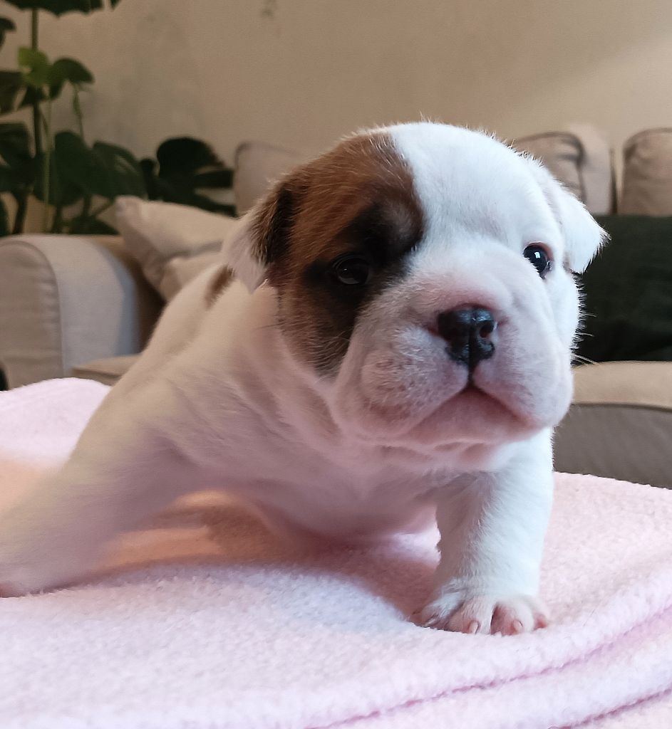 Colonel Poppin's - Chiot disponible  - Bulldog Anglais