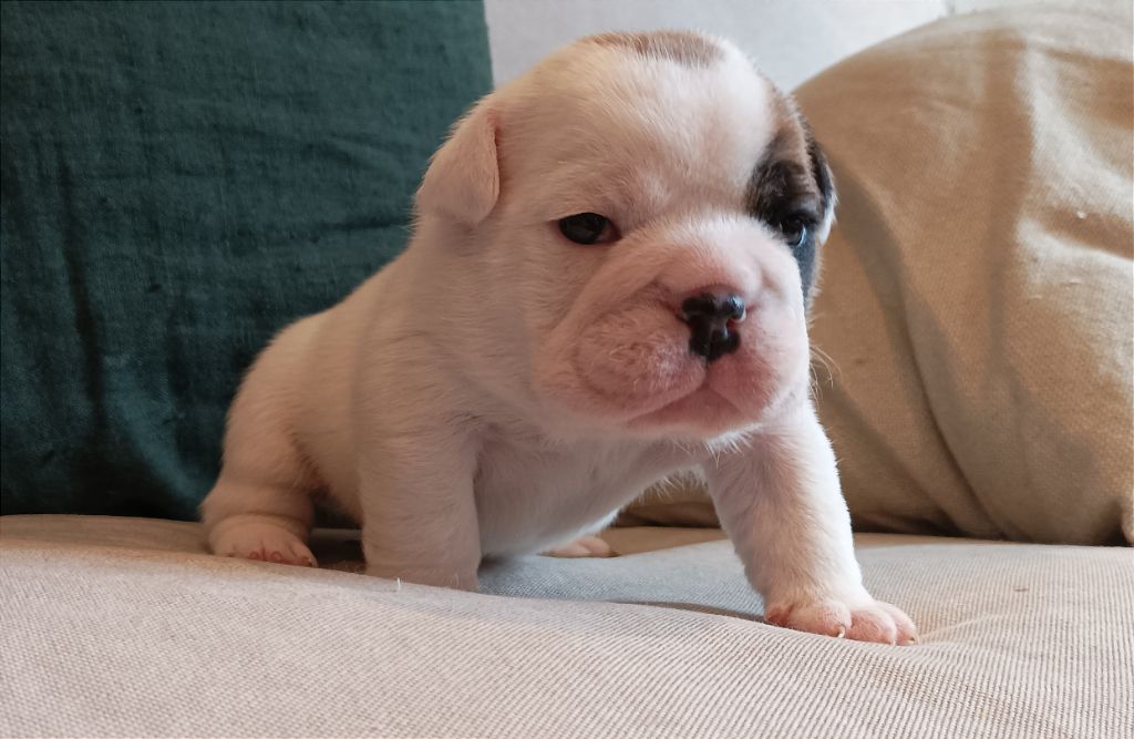 Colonel Poppin's - Chiot disponible  - Bulldog Anglais