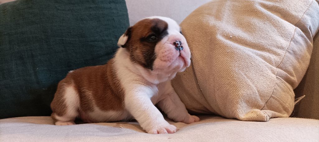 Colonel Poppin's - Chiot disponible  - Bulldog Anglais