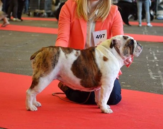 CH. Moonlight shadow des Croqu'n Bulls