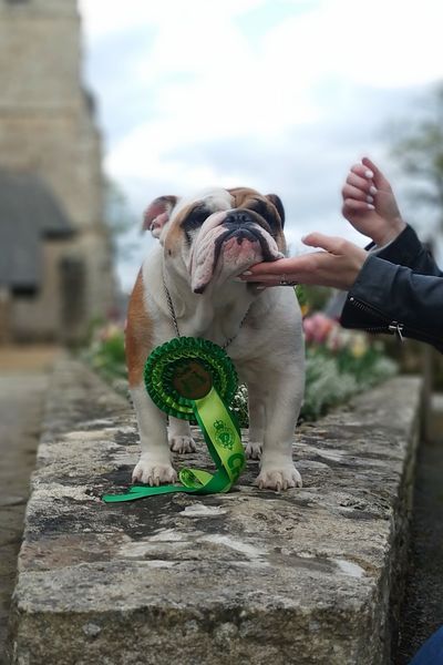 Starlette qualifiée pour la Crufts 