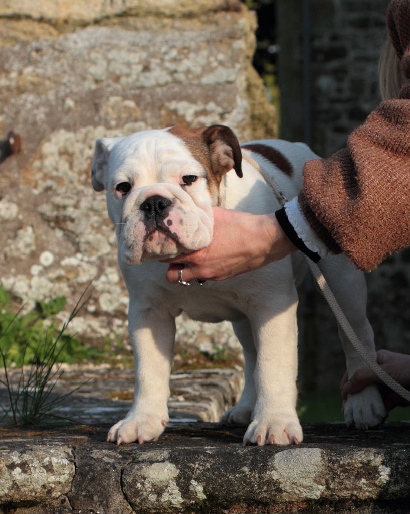 Colonel Poppin's - Chiots disponibles - Bulldog Anglais